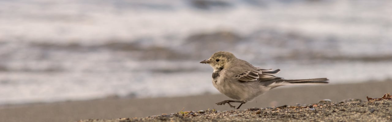 Liten fågel på strand.