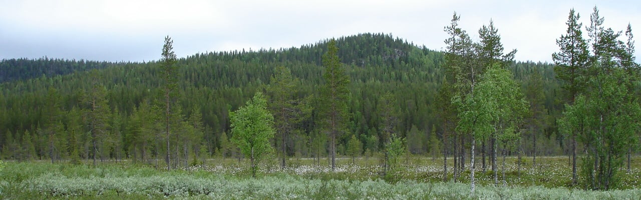 Bild på Jon-Ersberget Åsele kommun