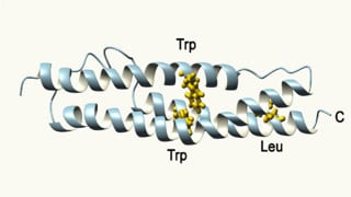Detalj i ett protein