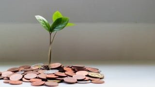 Ur en liten hög mynt på växer en liten grön planta