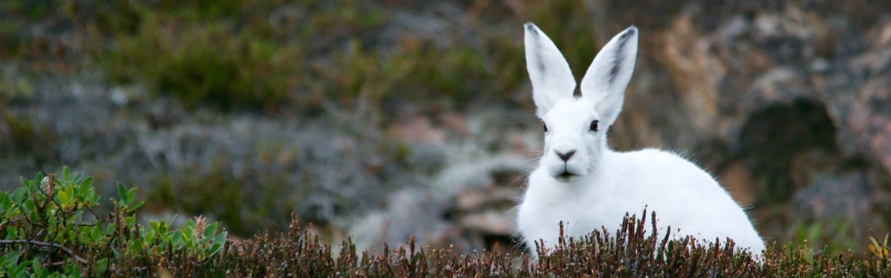 Hare med vit vinterpäls sitter i naturen.