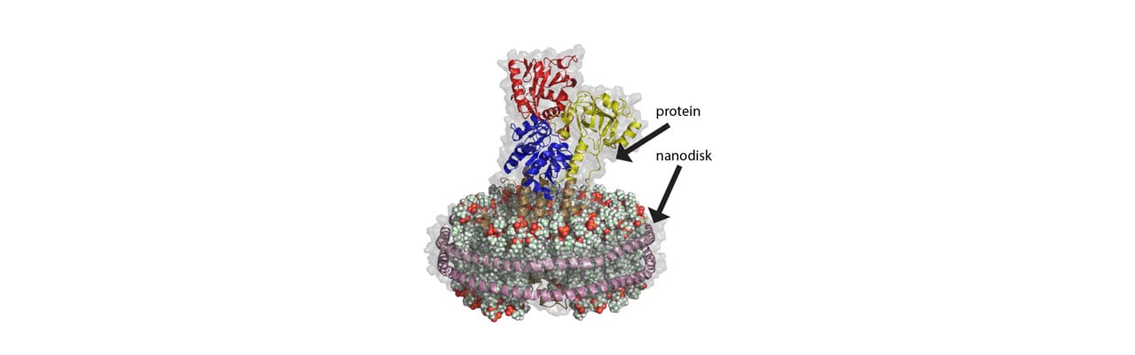 Protein