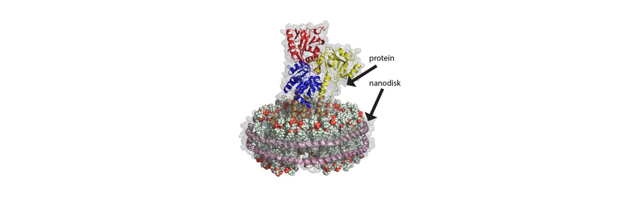 Protein