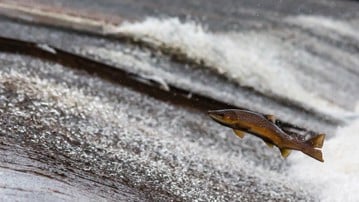 Lax hoppar i strömmande vatten