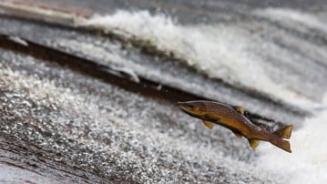 Lax hoppar i strömmande vatten
