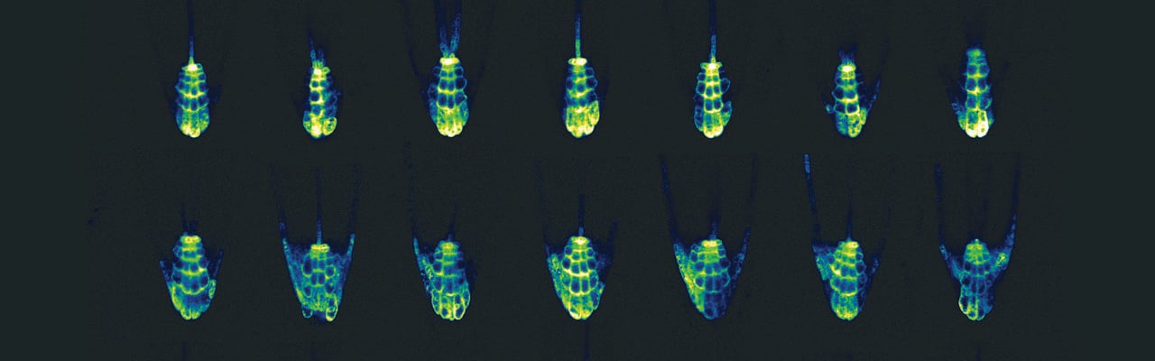 Auxin response marker in Arabidopsis root tips