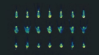 Auxin response marker in Arabidopsis root tips