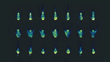 Auxin response marker in Arabidopsis root tips
