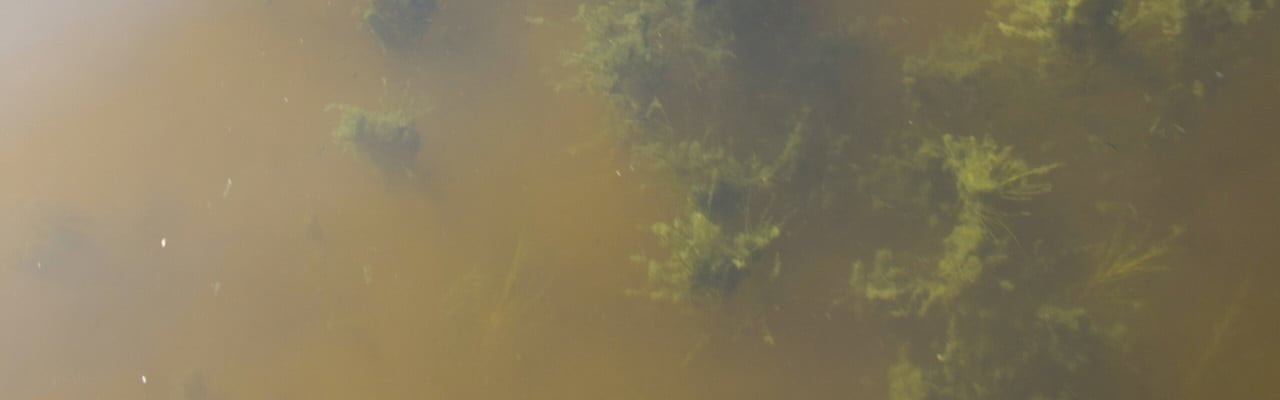 Dinoflagellaten Alexandrium ostenfeldii