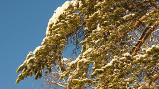 Snow covered twigs of a pine tree in front of the blue sky