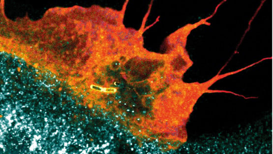 Coloured confocal microscopy immunofluorescence image of a plasma membrane ruffle taking up invasive bacteria into an intestinal epithelial cell. Sample and image acquisition: Dorothee Langenbach; Artistic rendering: Atin Sharma. MIMS, Umeå University.