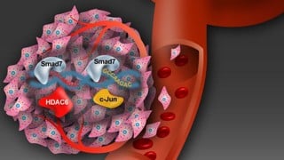 TGF-B-signalkedjan vid spridning av cancerceller