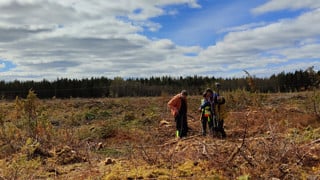 Foto av ett landskap, ett kalhygge med tre personer som står tätt ihop vid mätutrustning.