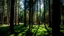 Solljuset silas mellan stammarna i en granskog.