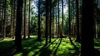 Solljuset silas mellan stammarna i en granskog.