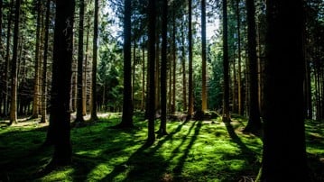 Solljuset silas mellan stammarna i en granskog.