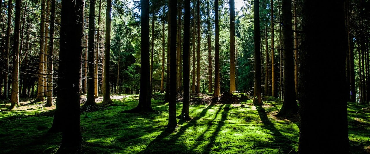 Solljuset silas mellan stammarna i en granskog.
