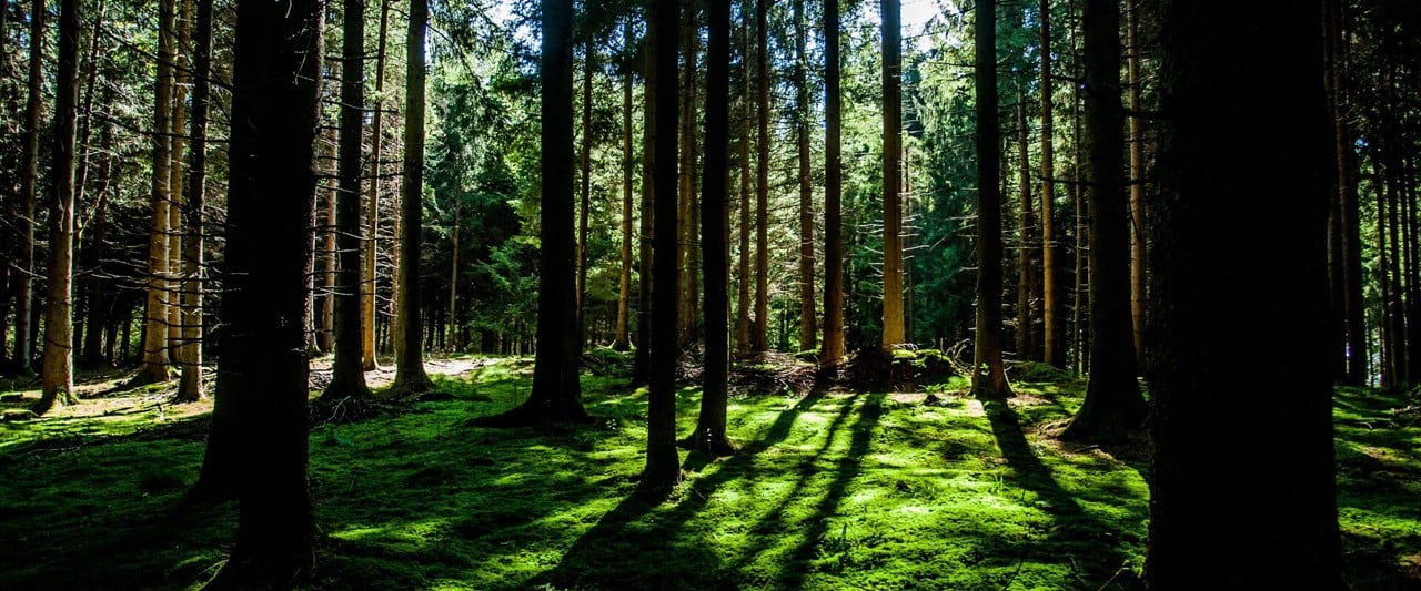Solljuset silas mellan stammarna i en granskog.